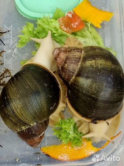 Улитки архахатины