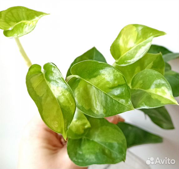 Сциндапсус и Эпипремнум редкие 9 сортов