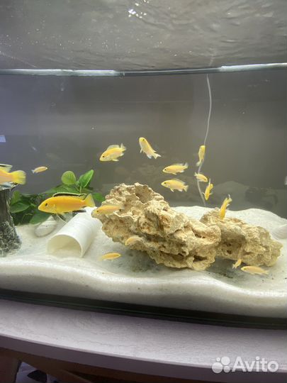 Лабидохромис еллоу