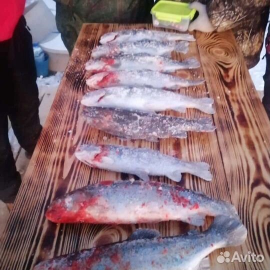 Платная Форелевая рыбалка