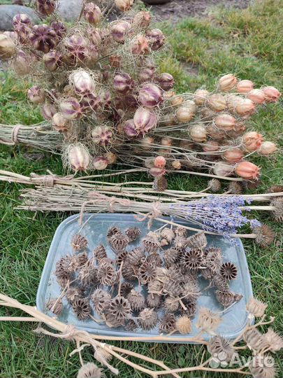 Букеты сухоцветов Нигелла черный тмин