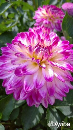 Георгины корни