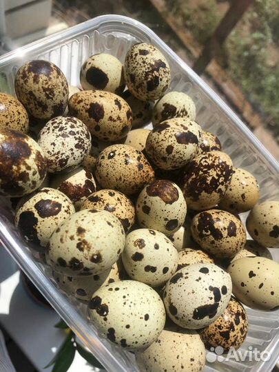 Яйца перепелиные домашние