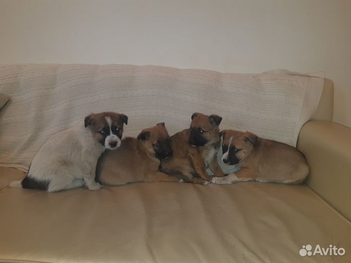 Щенки-витаминки-апельсинки в дар