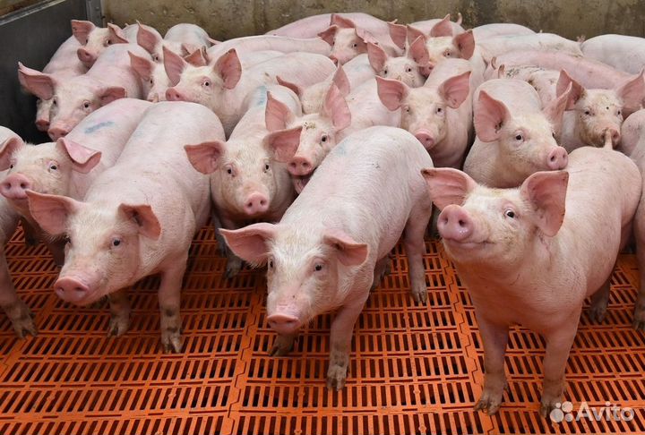 Животноводы Вахтовый метод работы