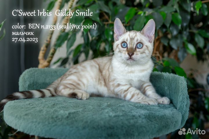 Чистокровные бенгальские котята,питомник,документы