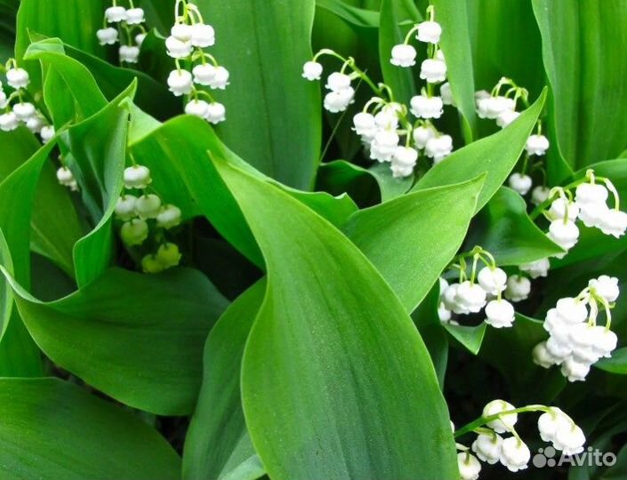 Спирея, Лапчатка, Бруннера и Ландыши