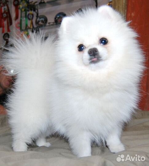 Белый померанец