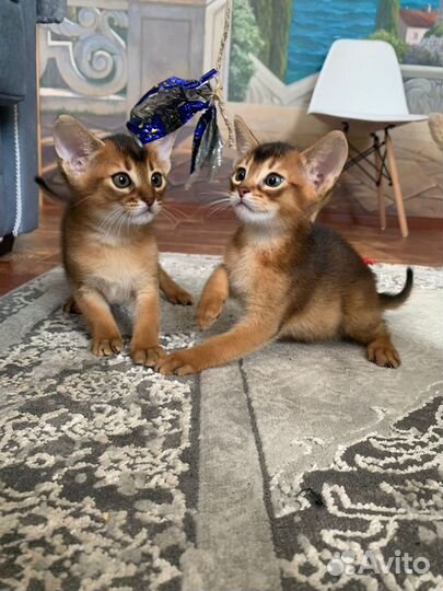 Абиссинские котята