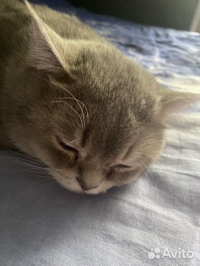 Шотландский кот