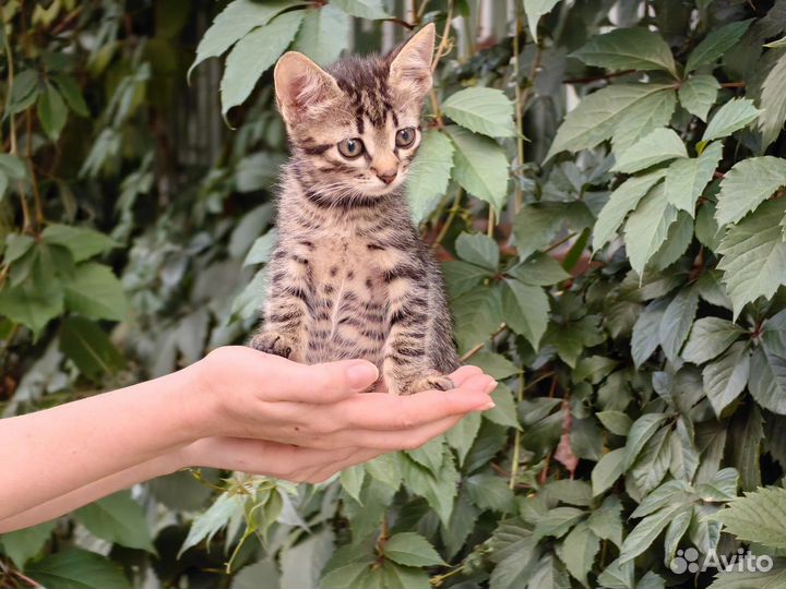 Тигровый котёнок в добрые руки