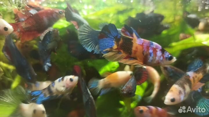 Аквариумные рыбки