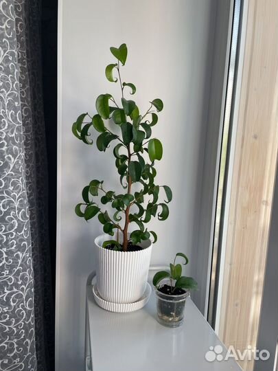 Фикус Букле