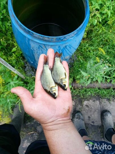 Продам живца карасика 10 р. Шт