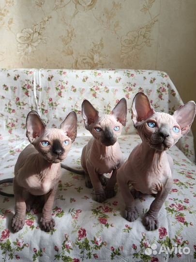 Канадский сфинкс котенок