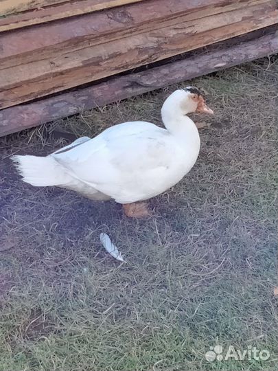 Селезень индоутки