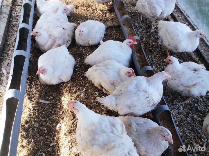 Продам мясом бройллеров