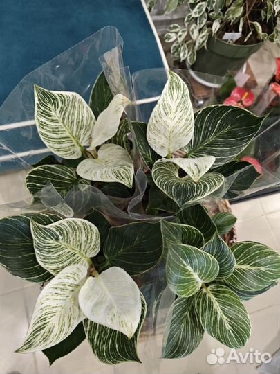 Филодендрон биркин