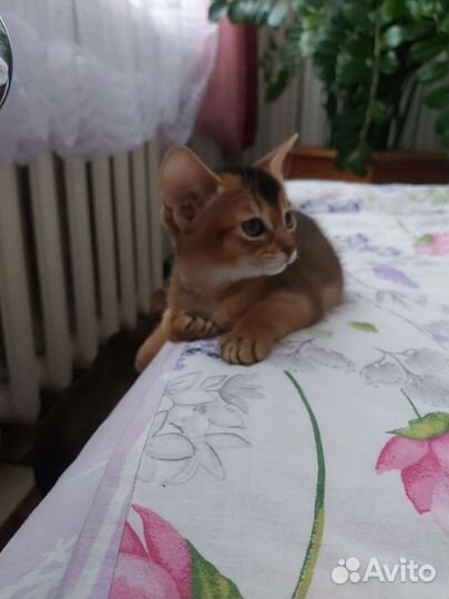 Абиссинская