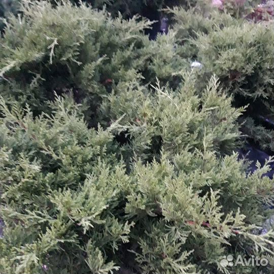 Хвойные растения