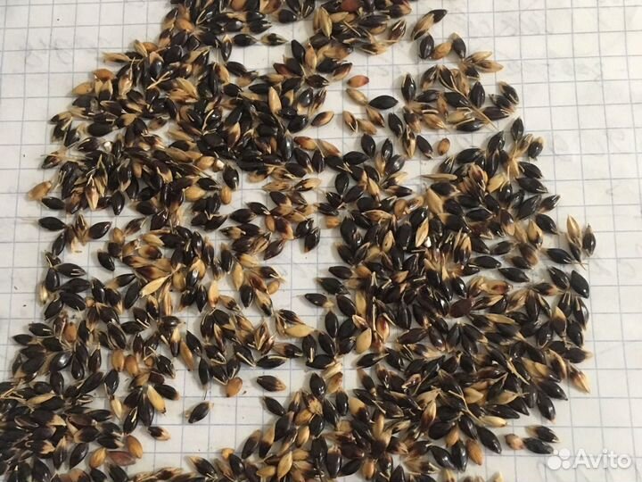 Семена Суданская трава (суданка)