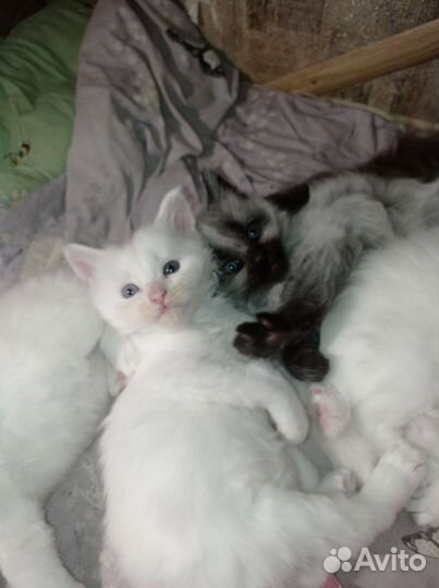 Котята мейн-кун