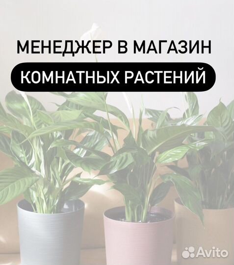 Менеджер в магазин