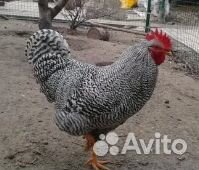 Петух Амрокс Легбар