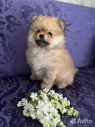 Щенки шпица