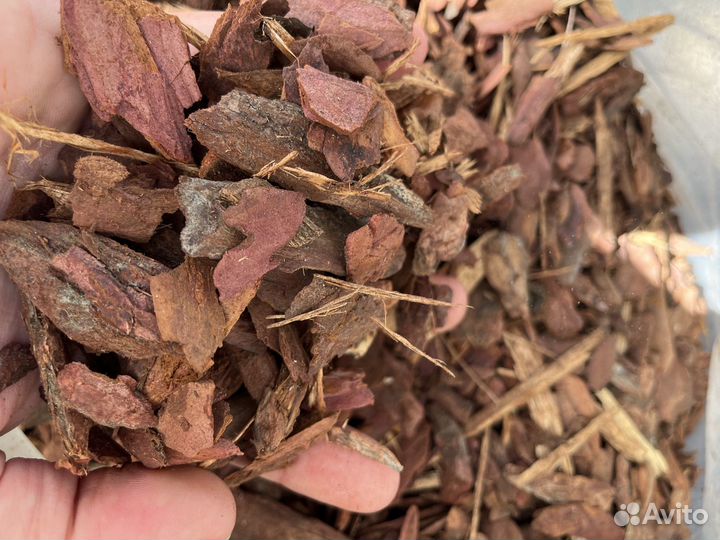 Кора лиственницы сибирская