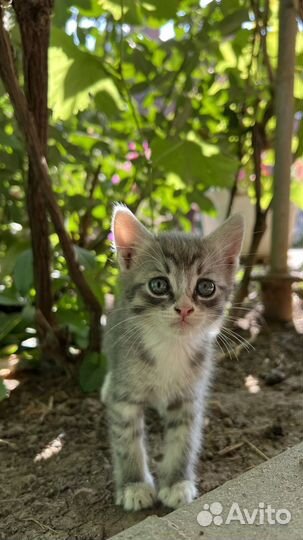 Котята бесплатно