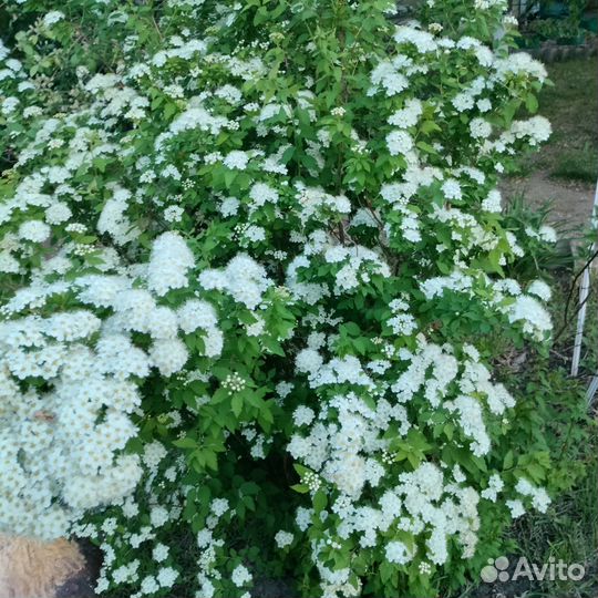 Растения для сада