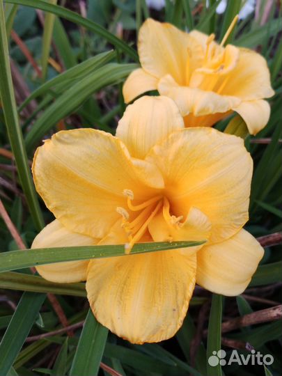 Лилейники сортовые