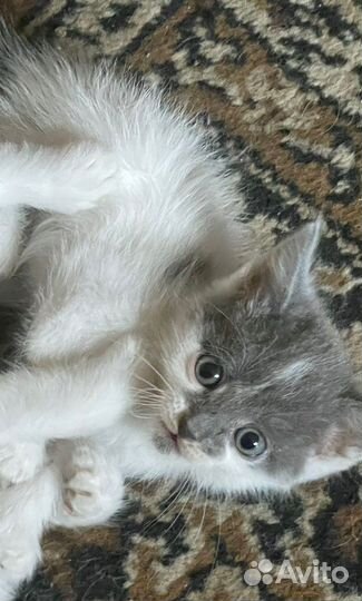 Котята в добрые руки бесплатно