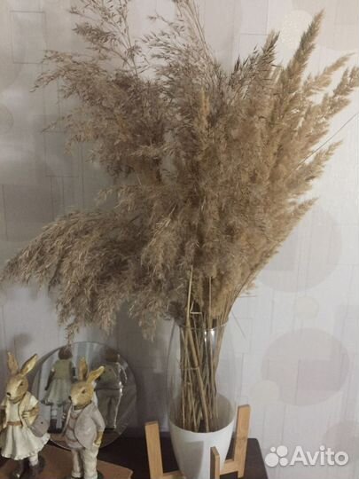 Пампасная трава камыш