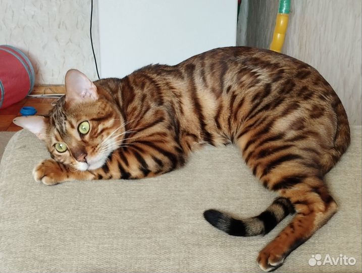 Бенгальский кот