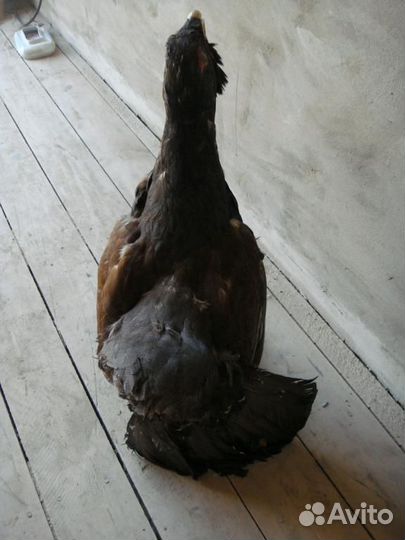 Чучело Глухаря