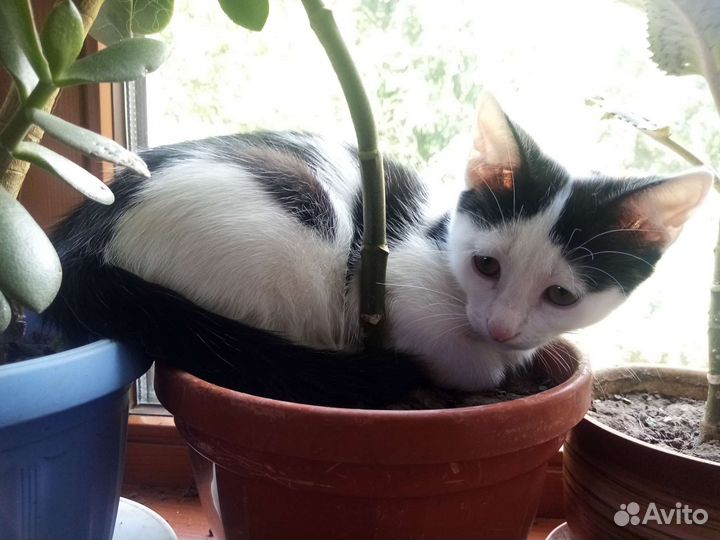 Котенок девочка в добрые руки