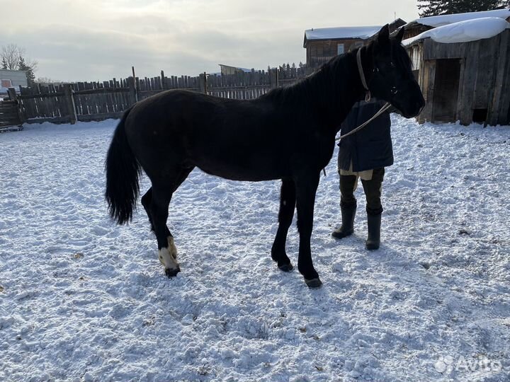 Жеребец Орловский рысак