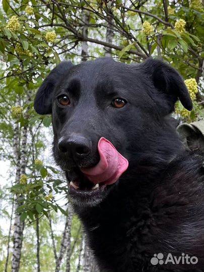 Молодая собака недавно попала в приют