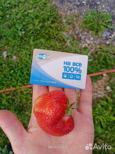 Рассада клубники чамора туруси