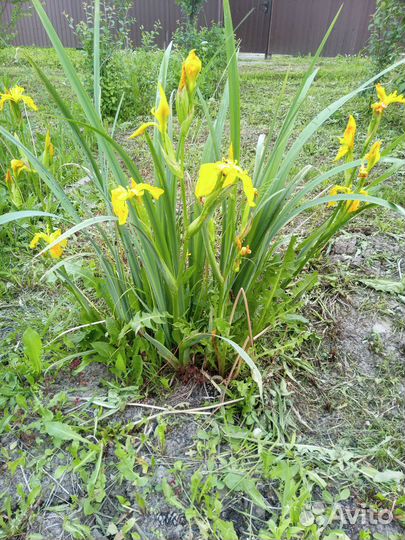 Ирис желтый