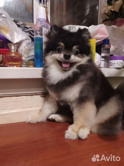 Стрижка собак