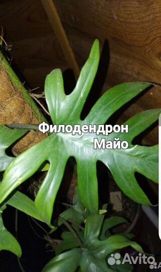 Адениум. Филодендроны. Хатиора. Церопегия