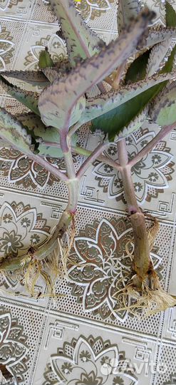 Алоэ и Каланхоэ