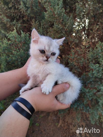 Котята шотландцы