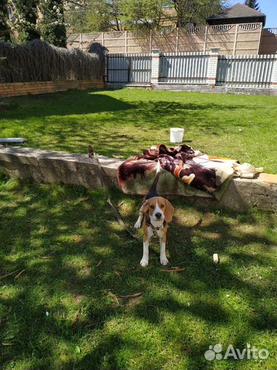 Бигль. Вязка