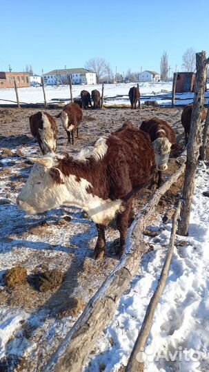 Корова белоговая казахская и телята