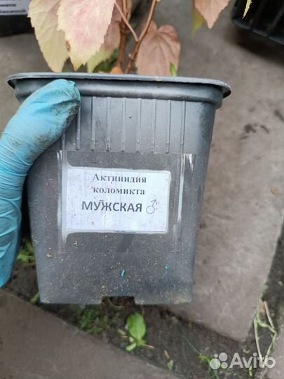 Саженцы актинидии