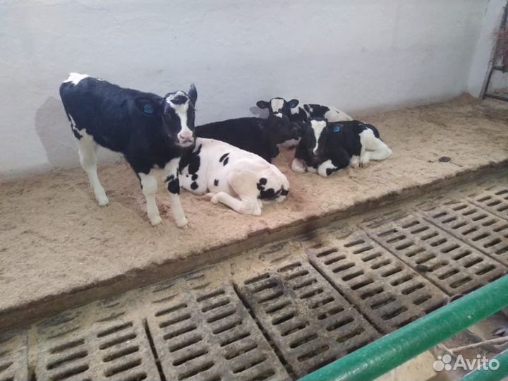 Телята бычки